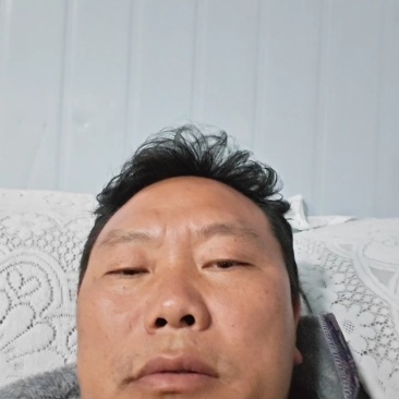 通草老桩苗预订开贵州通草苗技术指导产地直销欢迎考察