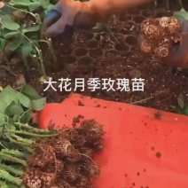 现挖现发月季苗包运输品种多样成活率高全国发货