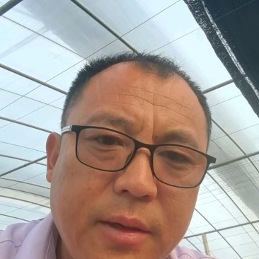 寿光西兰花种苗，耐寒优秀高产根系发达成活率高