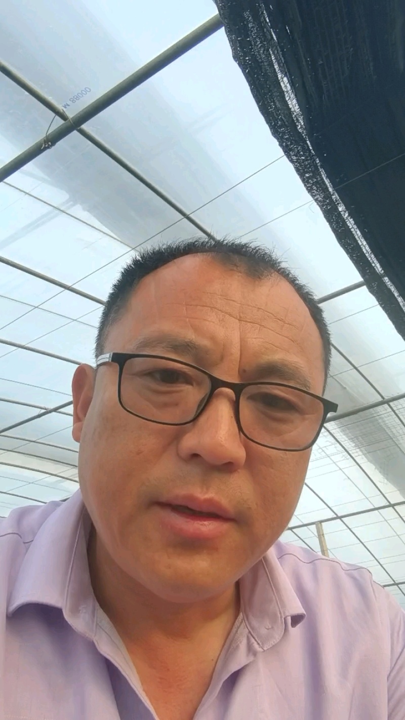 寿光西兰花种苗，耐寒优秀高产根系发达成活率高