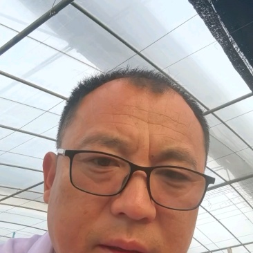 优质直播丝瓜苗