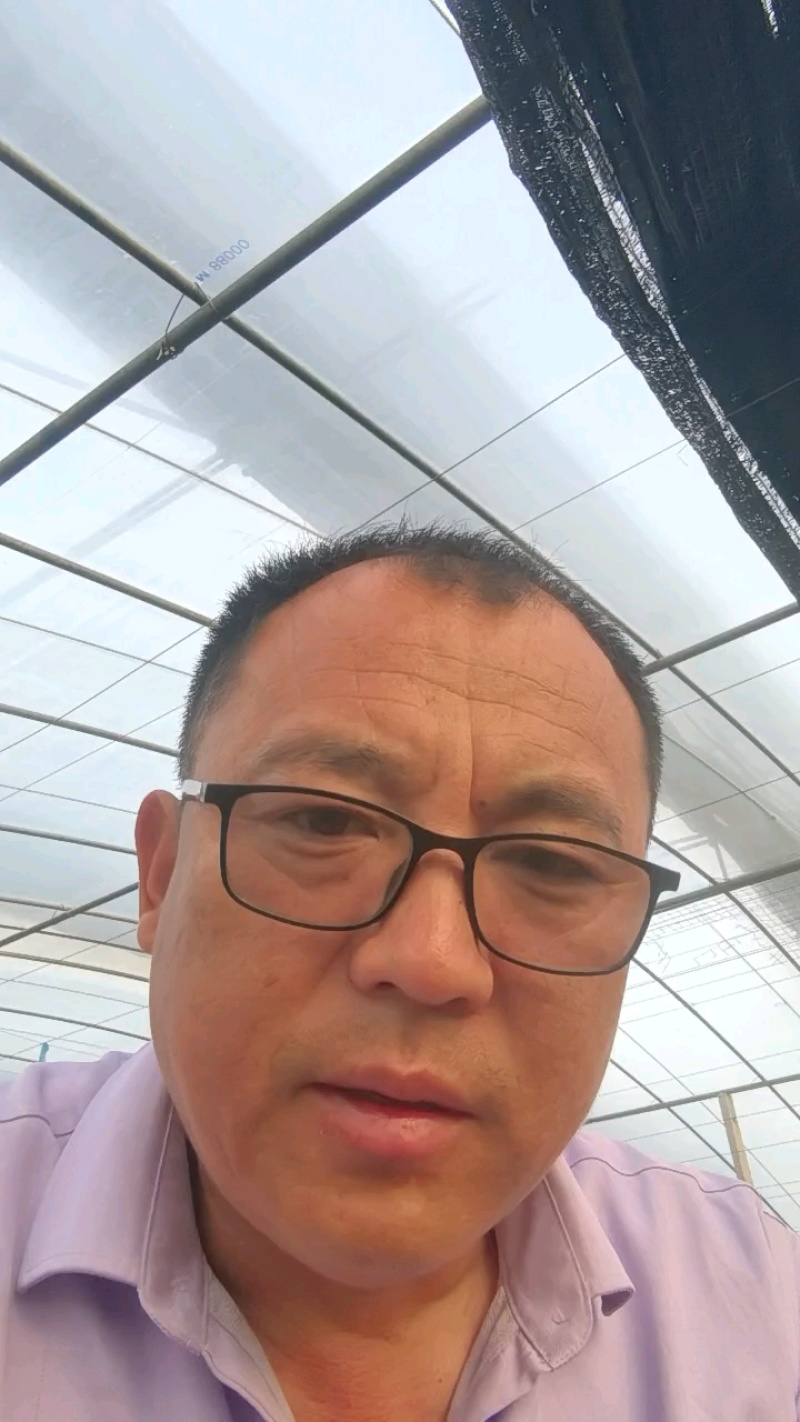 优质直播丝瓜苗
