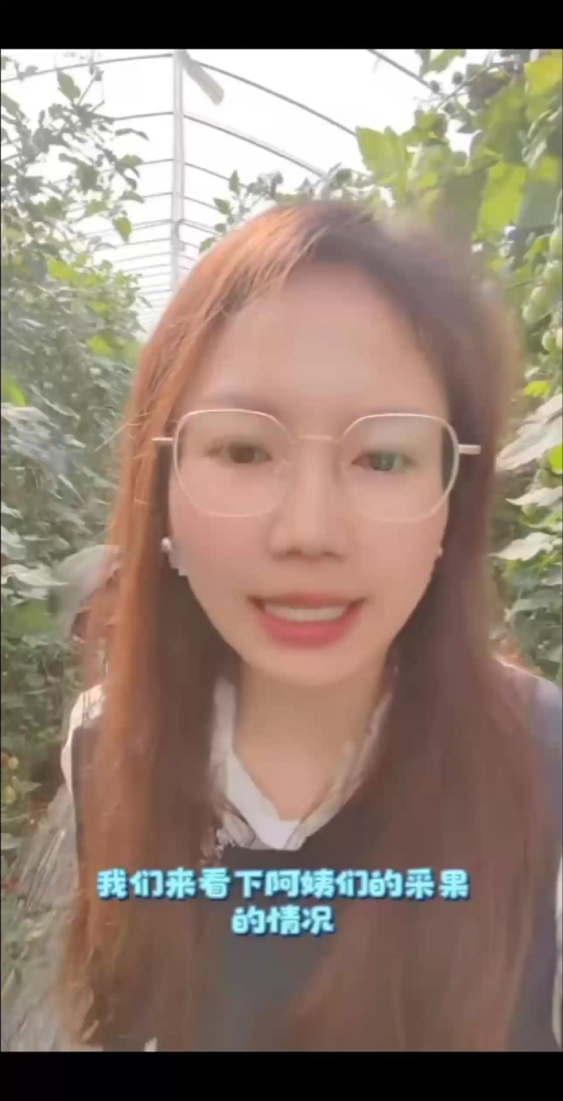【盼达农业】五彩超甜千禧圣女果，基地直供