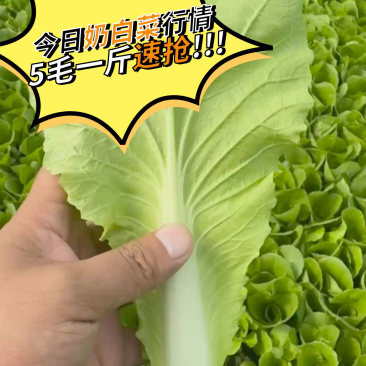 山东曹县快菜大量上市，对接各大电商平台，量大从优！