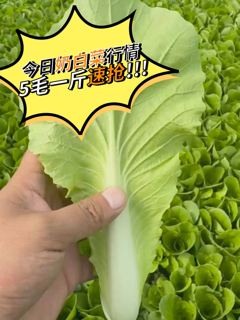 山东曹县快菜大量上市，对接各大电商平台，量大从优！