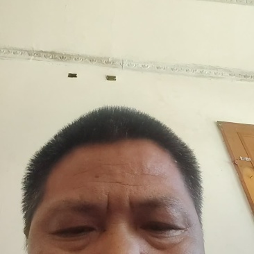 莴笋红叶莴笋尖叶红叶再有绿叶莴笋尖叶圆叶