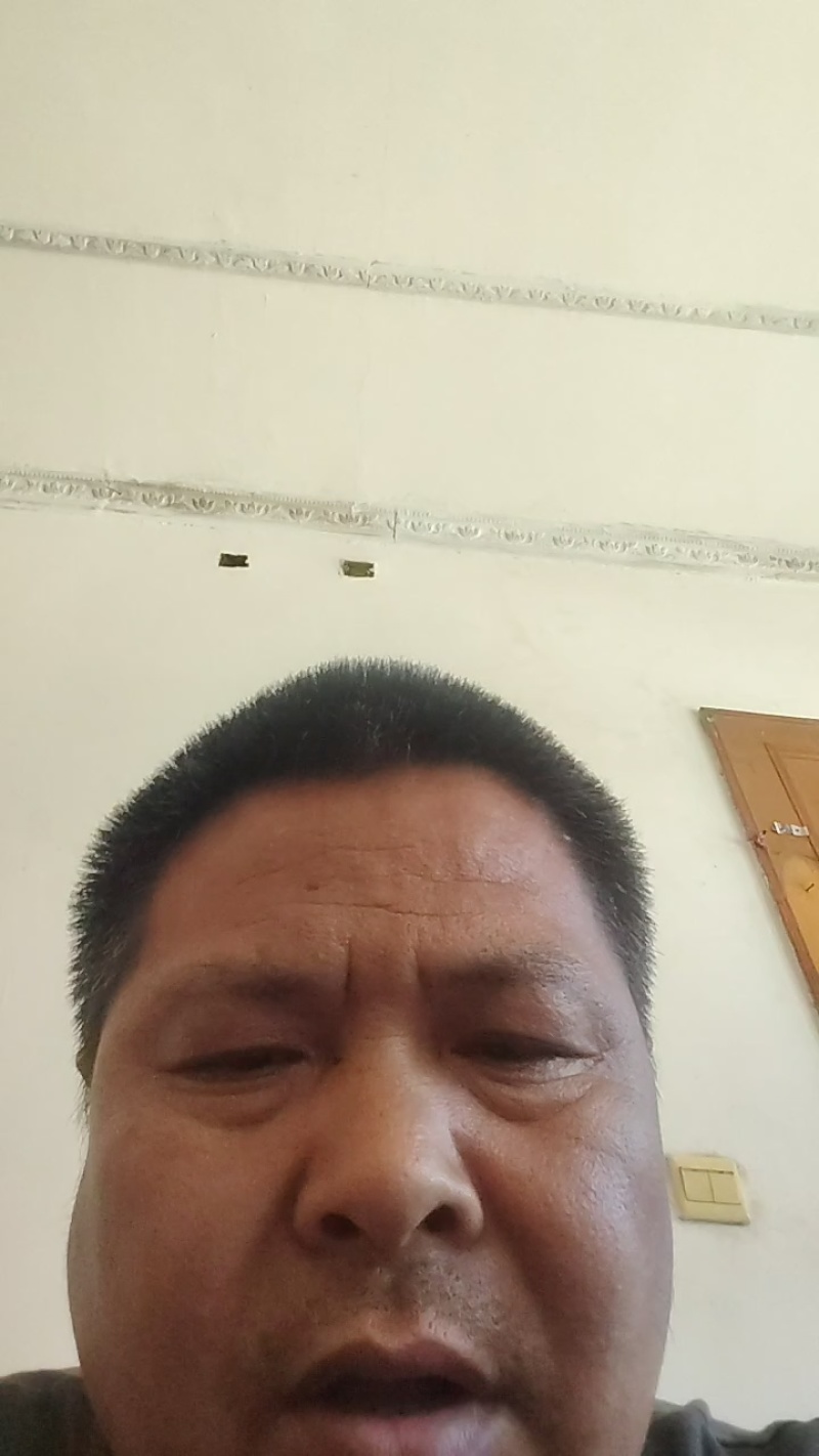 莴笋红叶莴笋尖叶红叶再有绿叶莴笋尖叶圆叶