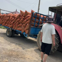 河南豌豆荚，中碗9，长寿仁，供应商超，市场，产地批发