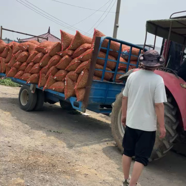 河南豌豆荚，中碗9，长寿仁，供应商超，市场，产地批发