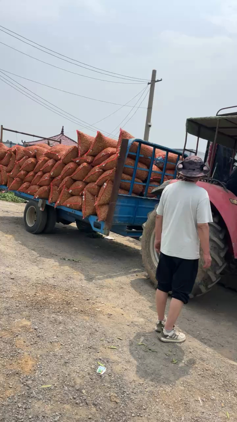 河南豌豆荚，中碗9，长寿仁，供应商超，市场，产地批发