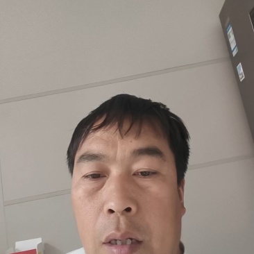 精品茴香苗产地直发一手货源质量保证！