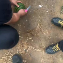 冰糖子，小糖丸西瓜大量上市2k对接大量有货