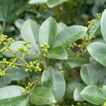 【包邮】真实报价重庆江津青花椒特香特麻青花椒麻椒