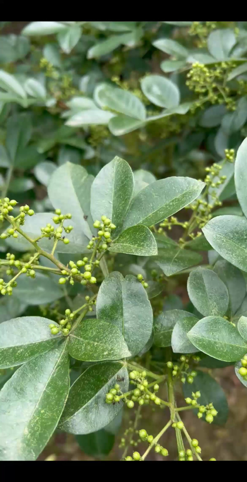 【包邮】真实报价重庆江津青花椒特香特麻青花椒麻椒
