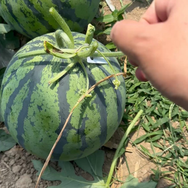 河南夏邑产区精品麒麟美都西瓜一手货源质量三包