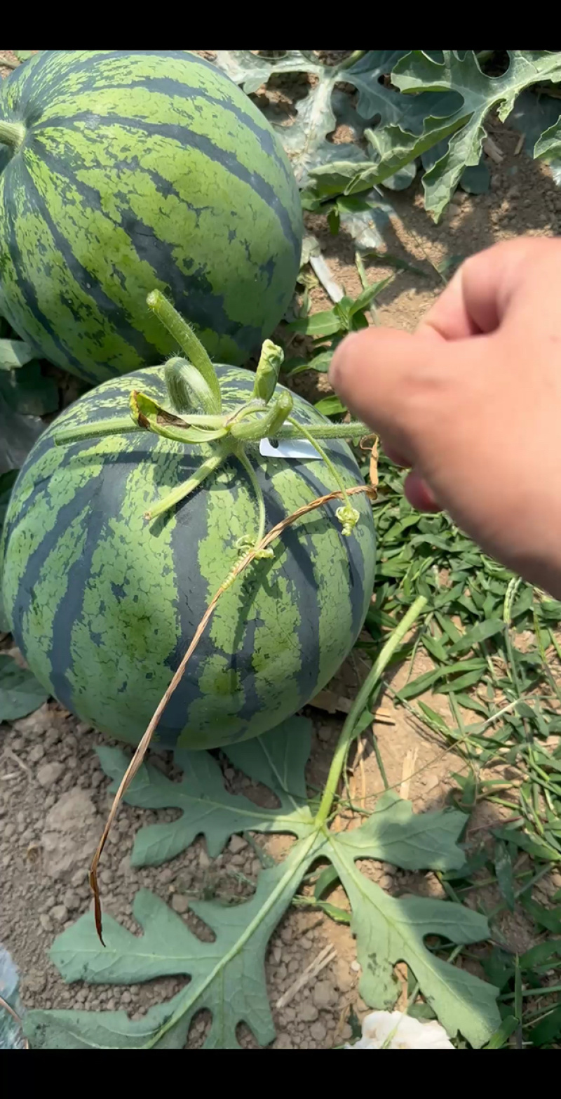 河南夏邑产区精品麒麟美都西瓜一手货源质量三包