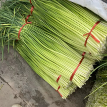 【实力】河南新鲜蒜苔红帽蒜苔产地一手货源品质保证