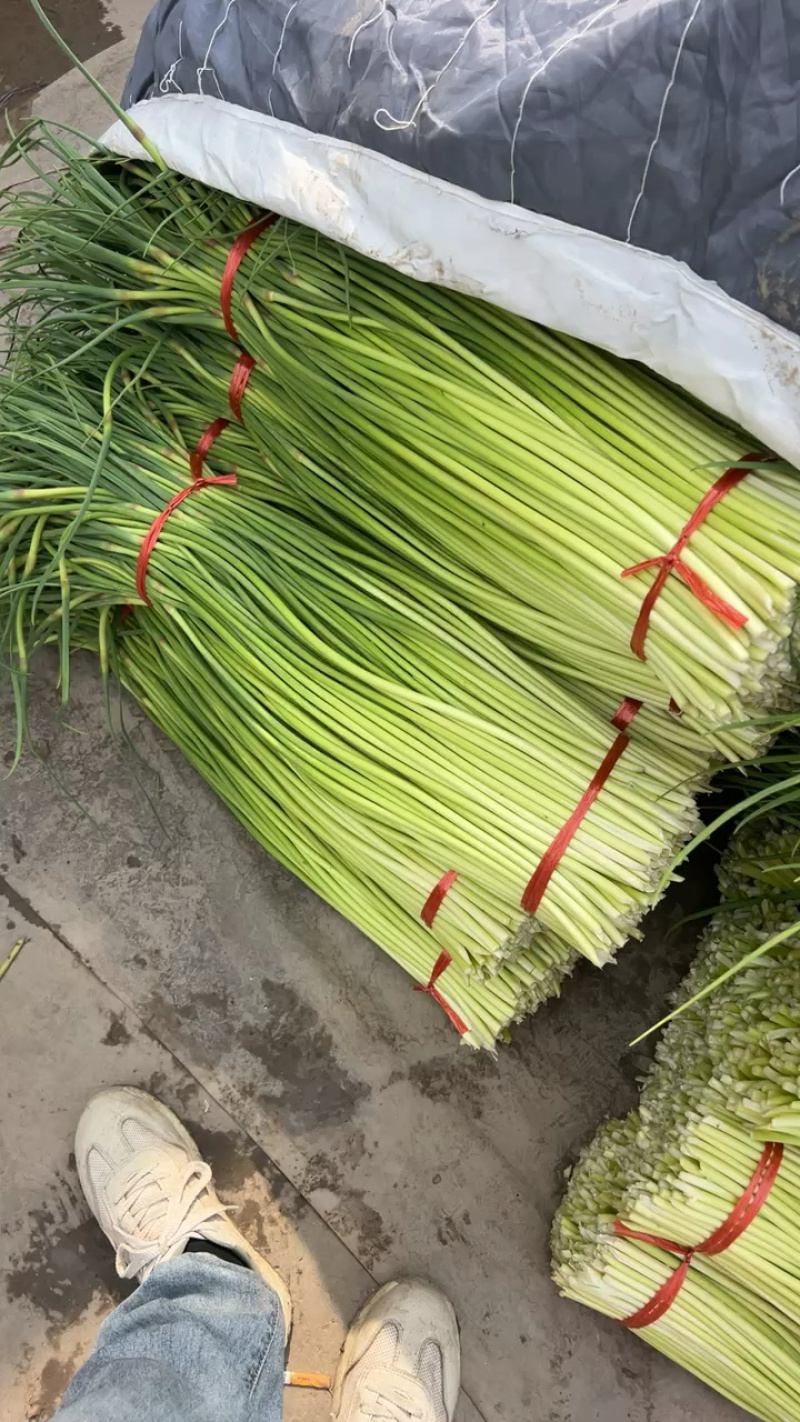 【实力】河南新鲜蒜苔红帽蒜苔产地一手货源品质保证