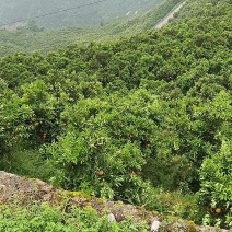 湖北秭归中华红血橙，产地货源充足，品质保证