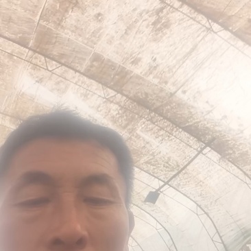 优质香芹，山芹，毛芹大量上市，欢迎选购，欢迎考察