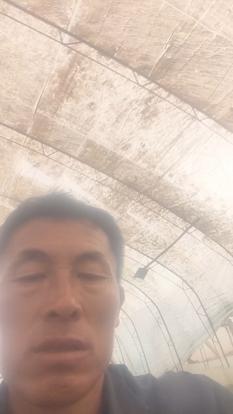 优质香芹，山芹，毛芹大量上市，欢迎选购，欢迎考察