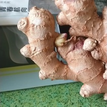高产脱毒姜种大量有货，各种姜种都有，出芽壮，姜高产