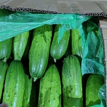 精品旱黄瓜，表皮颜色翠绿，口感清脆爽口，对接加工厂