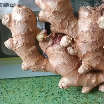 沙地大黄姜，小黄姜，水洗姜，风干姜，姜把，姜母，姜种！
