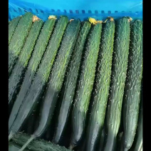 精品密刺黄瓜整车发车中！