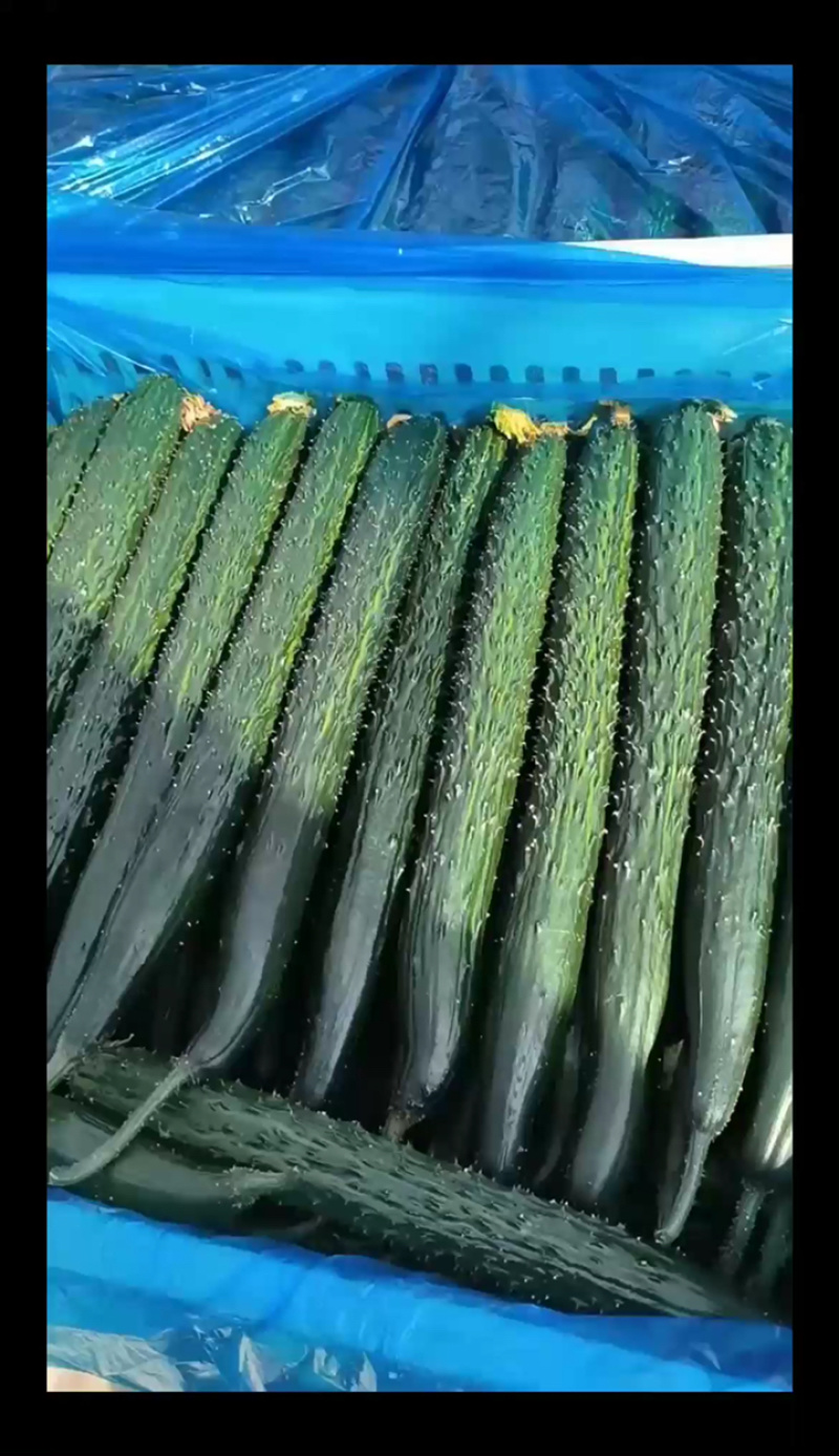 精品密刺黄瓜整车发车中！