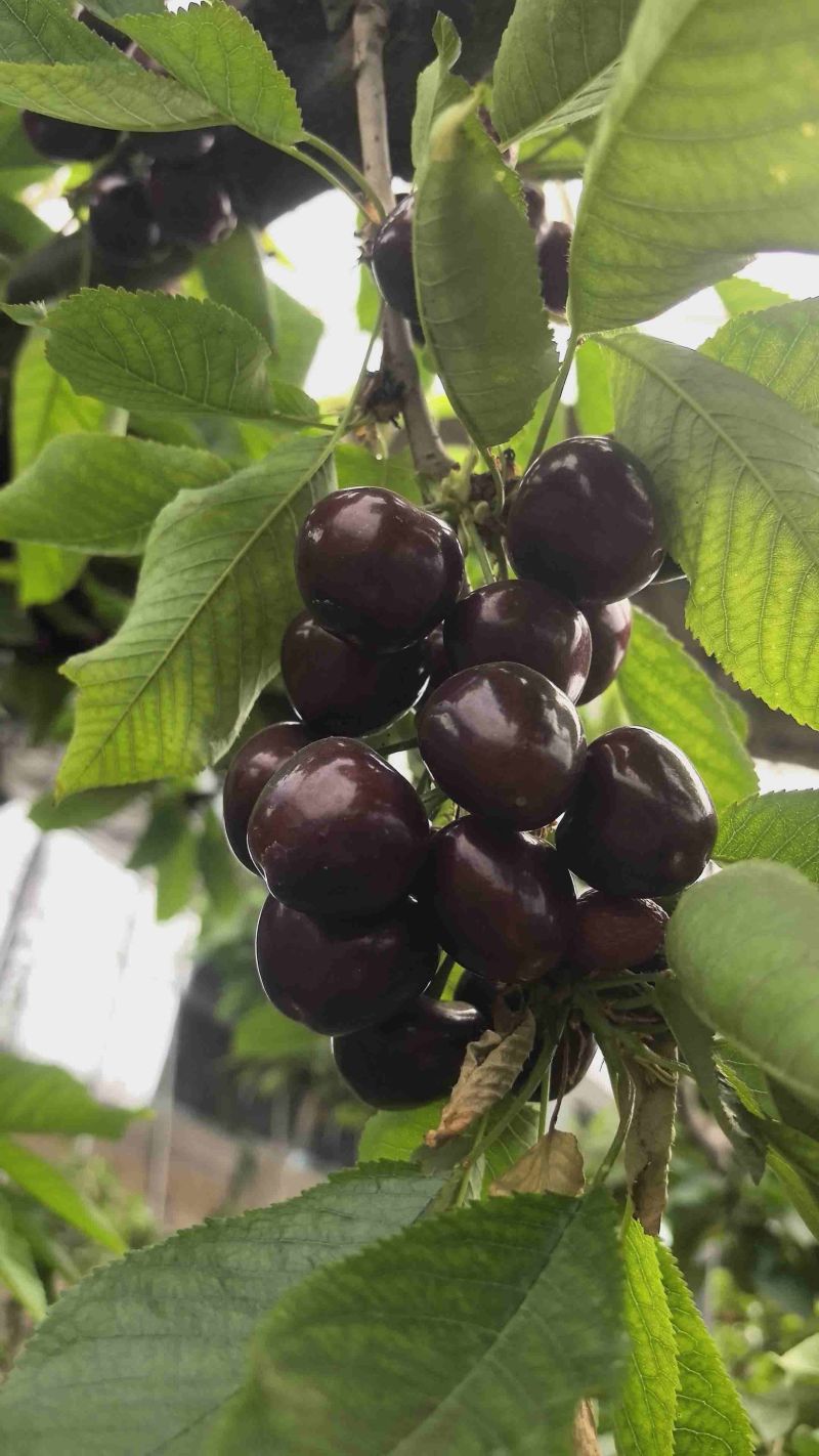 美早樱桃大量上市了对接市场档口商超量大从优规格齐全