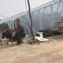 精品油桃，品种齐全，全国发货，可视频看货，量大从优，欢迎选购