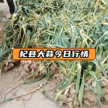 红皮大蒜大量有货中，需要的老板赶紧联系