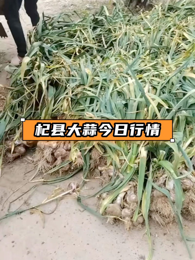 红皮大蒜大量有货中，需要的老板赶紧联系