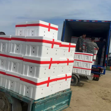 费县西红柿1块45一斤，火山上联系