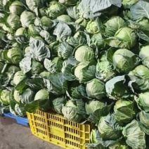 三原县圆包菜，桅绿可口，中甘品质，耐运输，产地发货，