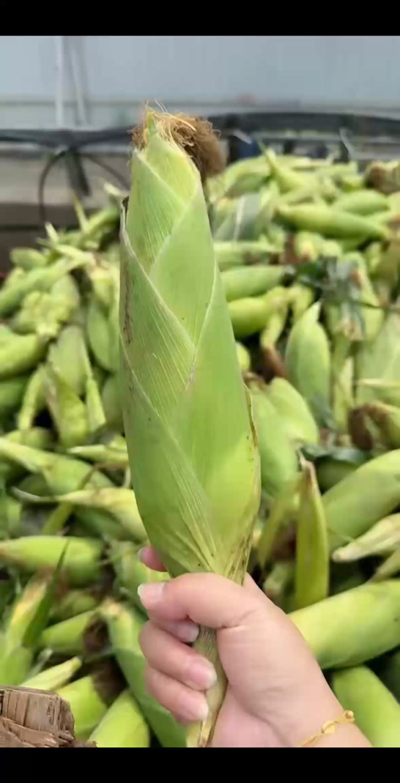 水果玉米/产区直发/货源充足/欢迎大家