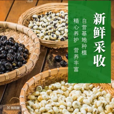 海陵珍珠马蹄新鲜上市，对接市场，档口，电商商超，量大从优