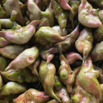 新鲜菱角家菱大量上市