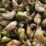 新鲜菱角家菱大量上市