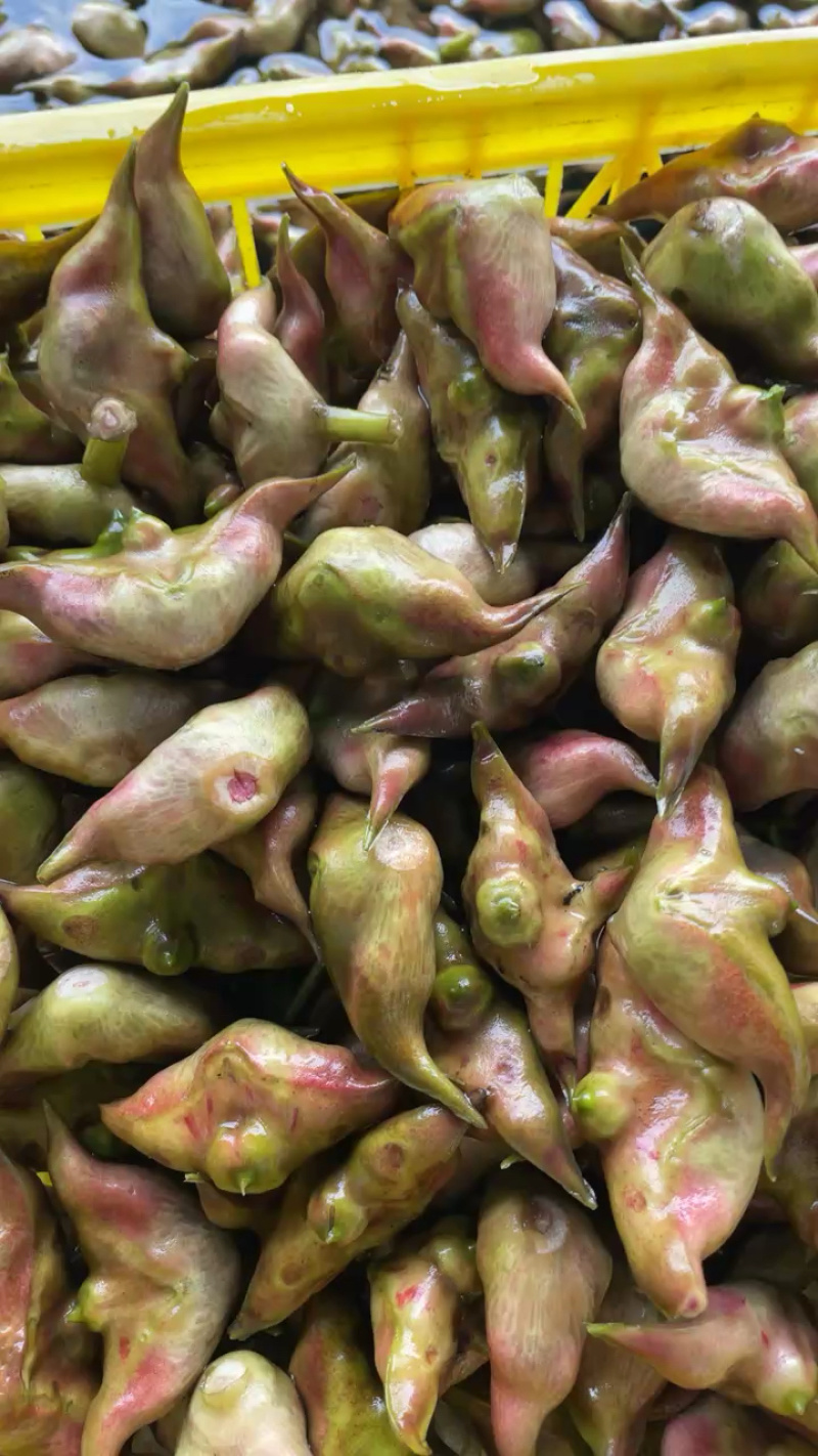 新鲜菱角家菱大量上市