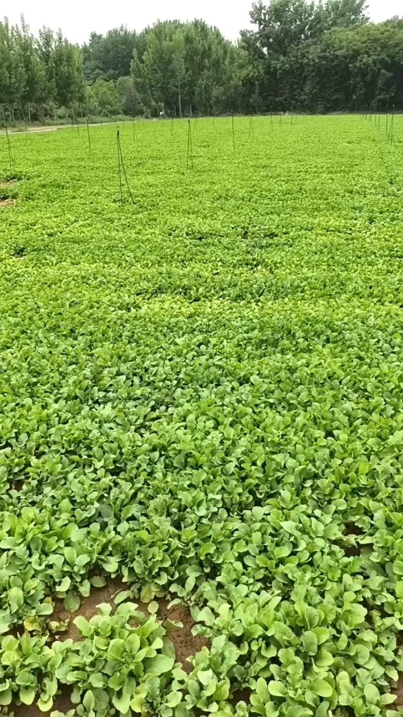 樱桃小萝卜