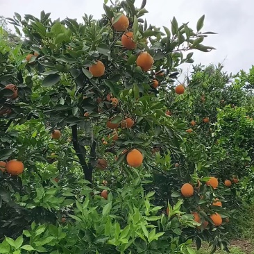 中华红橙秭归血橙脐橙皮薄肉厚自然成熟人工挑选诚信欢迎抢购！