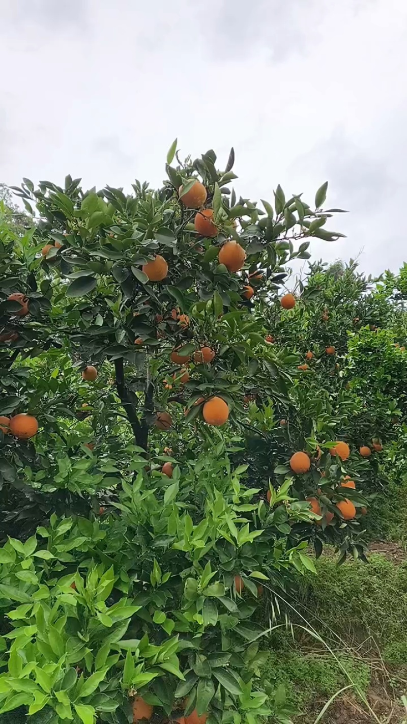 中华红橙秭归血橙脐橙皮薄肉厚自然成熟人工挑选诚信欢迎抢购！