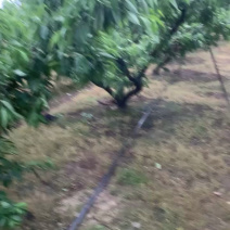阳山水蜜桃【单果首例精准测糖】