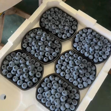 蓝莓大量供货产地一手货保质保量欢迎选购