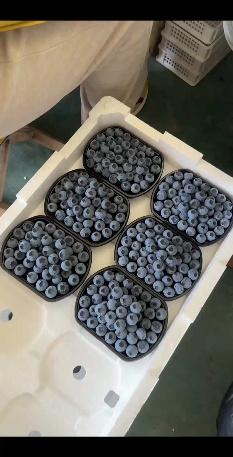蓝莓大量供货产地一手货保质保量欢迎选购