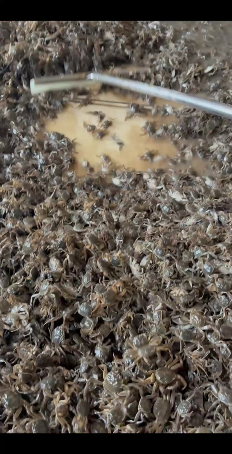 降价了！十多块钱，有需要的老板联系我。