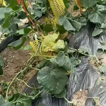 博洋九精品，头茬精品，通货电商货赶集货，物美价廉