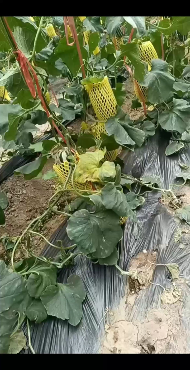 博洋九精品，头茬精品，通货电商货赶集货，物美价廉